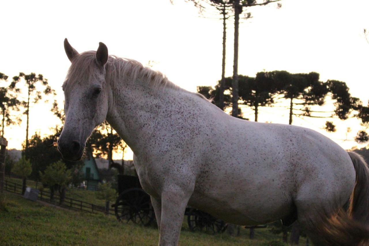 Sitio Arapongas Villa Campo Alegre  Kültér fotó